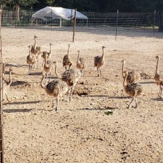 Ostrich Chicks