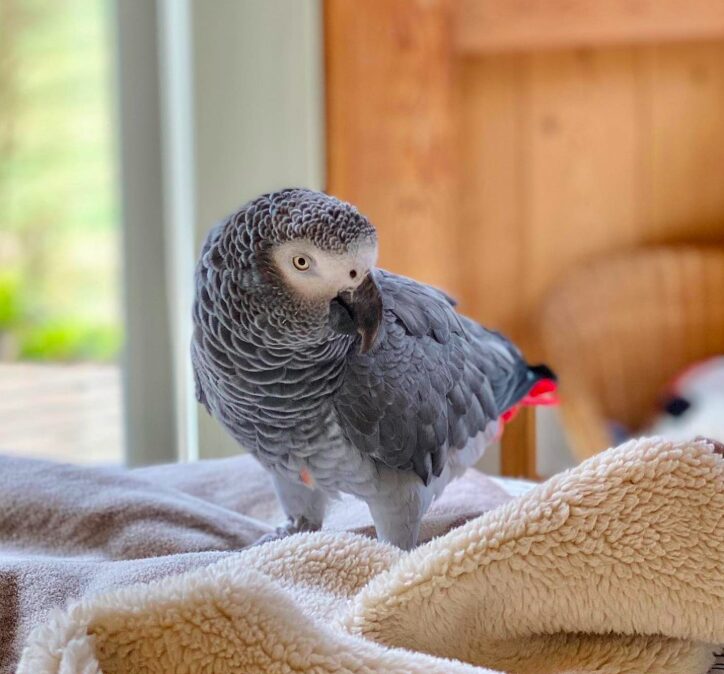 Timneh African Grey Parrots - Image 3