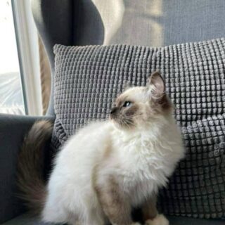 Ragdoll Kitten-Bella – Beautiful Female