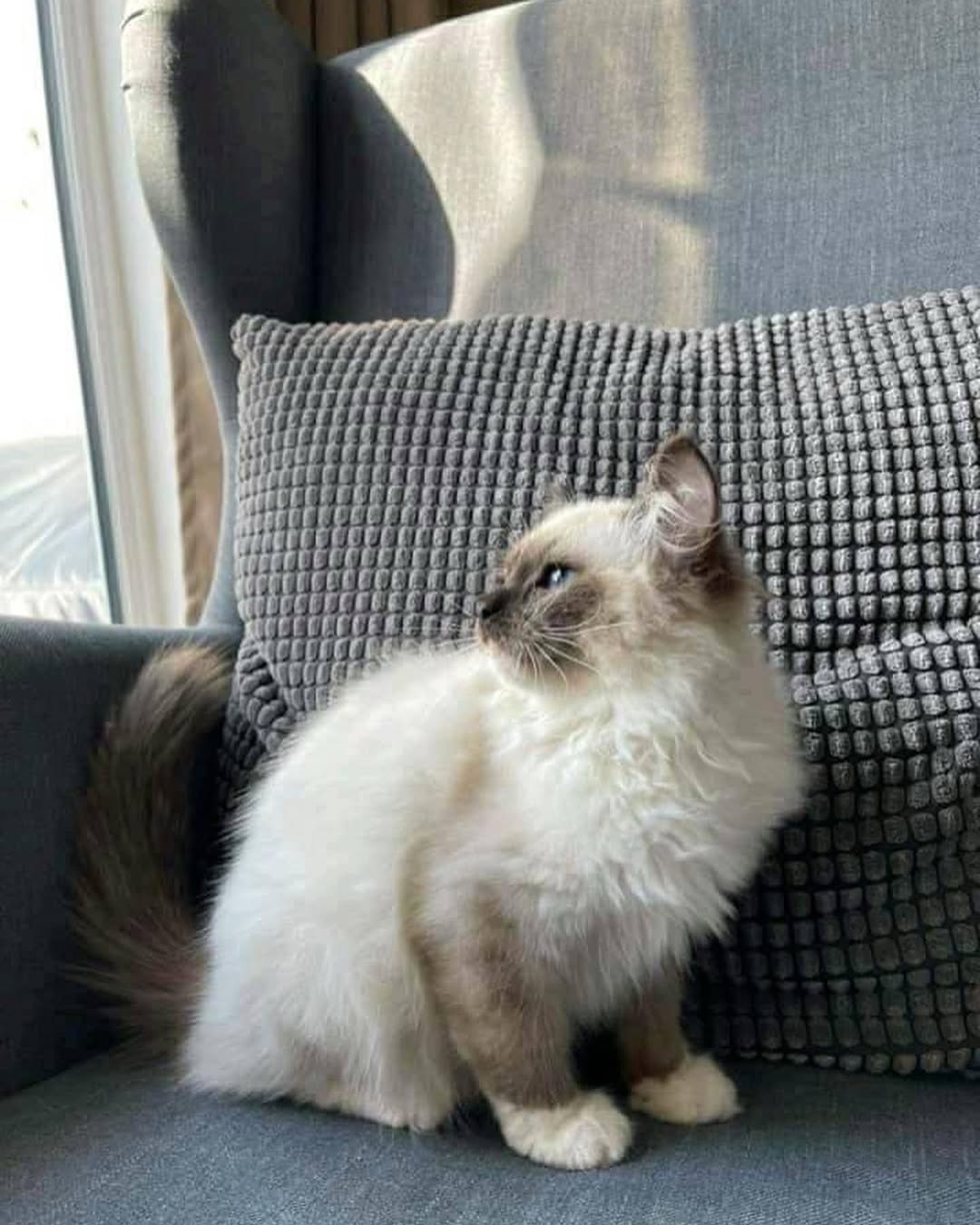 Ragdoll Kitten-Bella – Beautiful Female