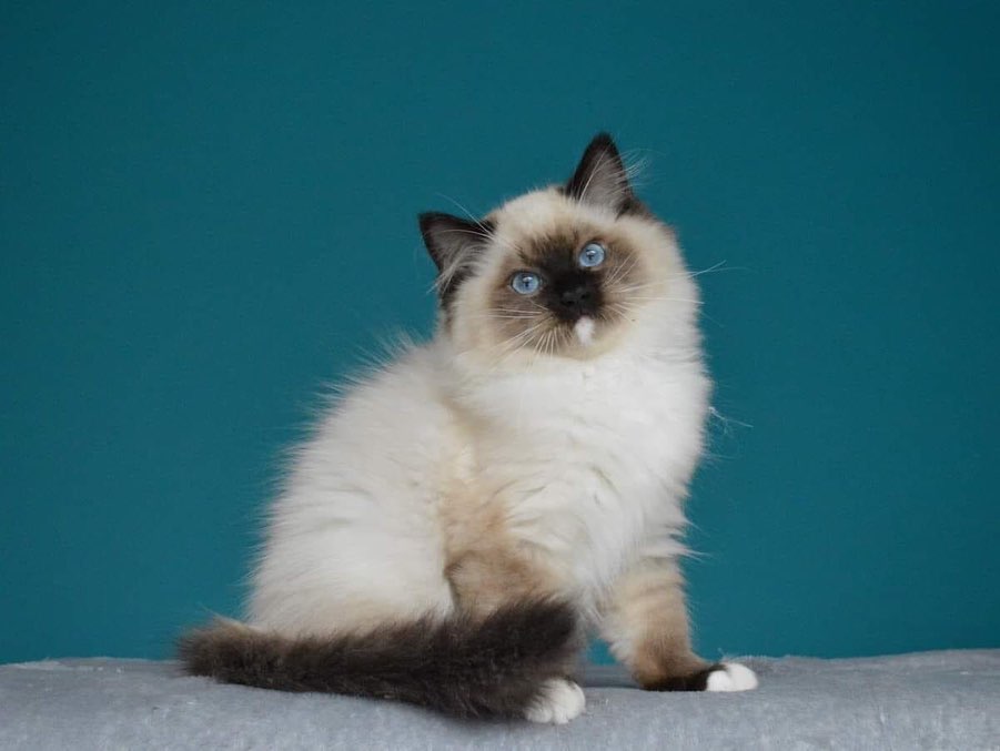 Ragdoll Kitten-Bella – Beautiful Female - Image 4