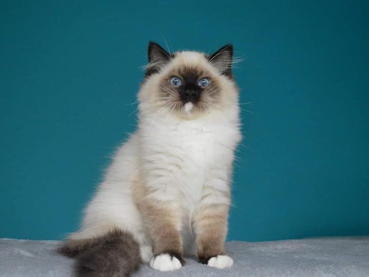 Ragdoll Kitten-Bella – Beautiful Female - Image 3
