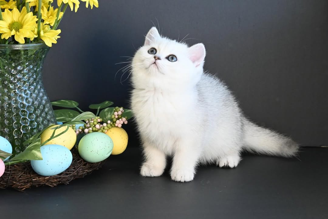 British Shorthair-Chloe – Elegant Female - Image 3
