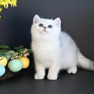 British Shorthair-Chloe – Elegant Female