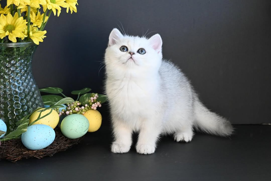British Shorthair-Chloe – Elegant Female