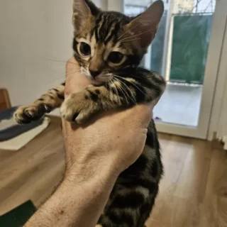 Bengal Kitten-Cleo – Elegant Female