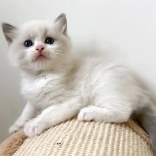 Ragdoll Kitten-Daisy – Elegant Female