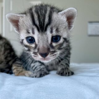 Bengal Kitten-Hunter – Playful Male