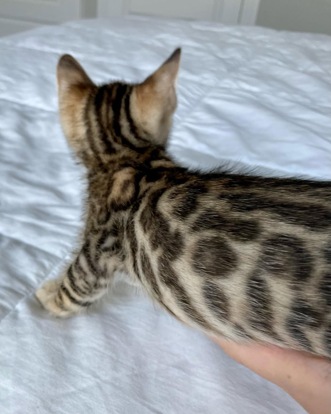 Bengal Kitten-Hunter – Playful Male - Image 3