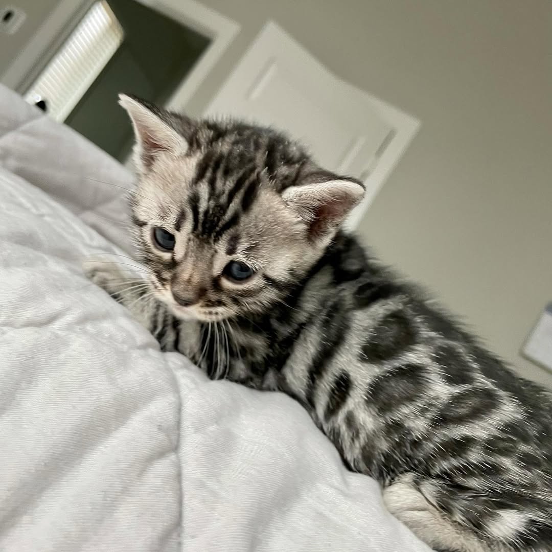 Bengal Kitten-Hunter – Playful Male - Image 4