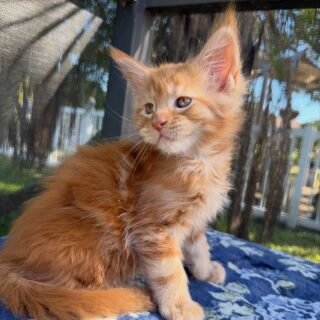 Maine Coon Companion-Jasper – Fluffy Male