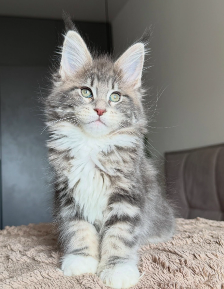 Maine Coon Kitten-Luna – Beautiful Female - Image 5