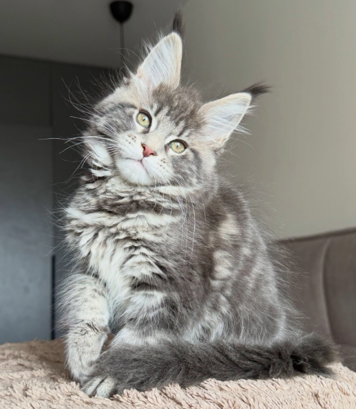 Maine Coon Kitten-Luna – Beautiful Female - Image 4