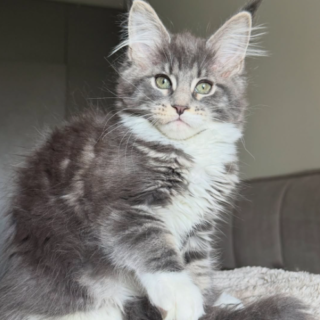 Maine Coon Kitten-Luna – Beautiful Female