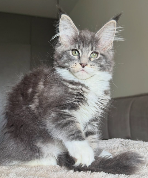 Maine Coon Kitten-Luna – Beautiful Female