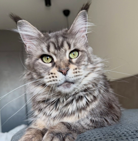 Maine Coon Kitten-Luna – Beautiful Female - Image 3