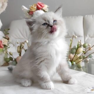 Ragdoll Companion-Oliver – Fluffy Male