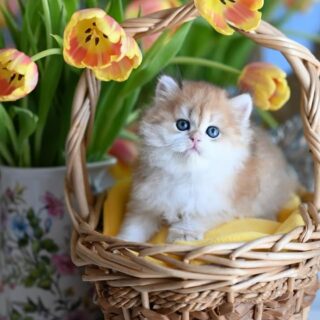 British Shorthair Kitten-Rosie – Beautiful Female