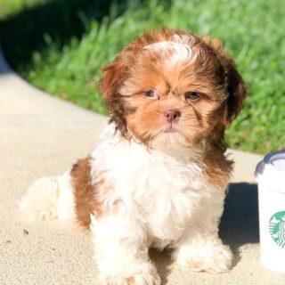 Sassy-Male Shih Tzu Puppy
