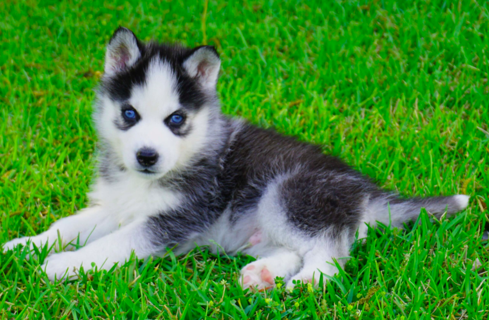 Bella – Female Siberian Husky Puppies - Image 2