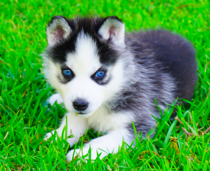 Bella – Female Siberian Husky Puppies