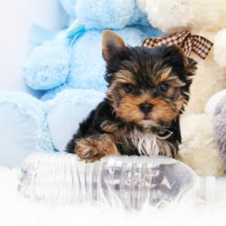 Bella – Sweet Female Teacup Yorkie Puppy