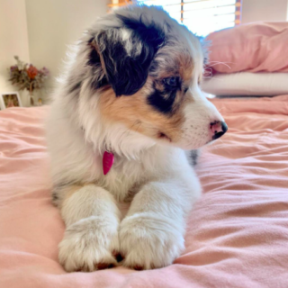 Blake – Male Aussie Puppies