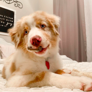 Cooper – Male Aussie Puppies