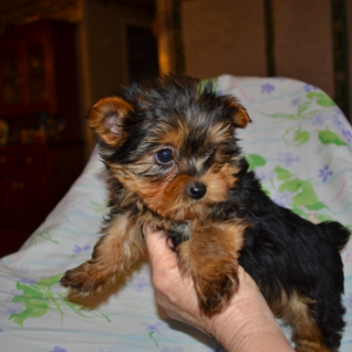 Copper – Male Energetic Teacup Yorkie Puppy