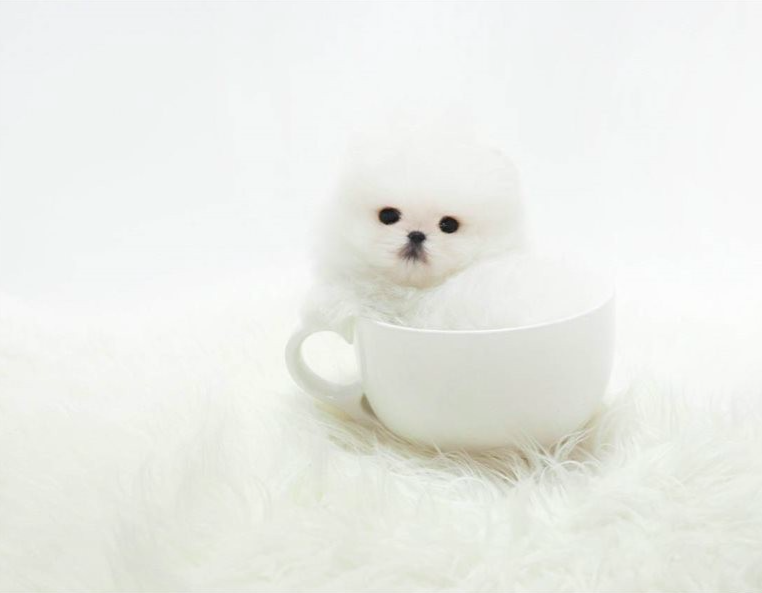 Daisy – Teacup Pomeranian Puppy