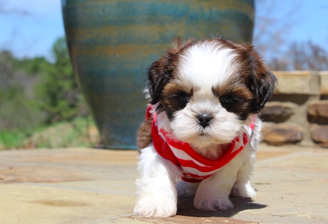 Dude – Male Shih Tzu Puppies - Image 2