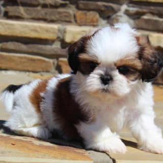 Dude – Male Shih Tzu Puppies