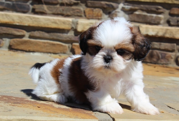 Dude – Male Shih Tzu Puppies