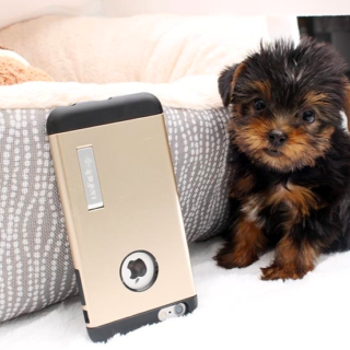 Dude -Male Friendly Teacup yorkie puppy