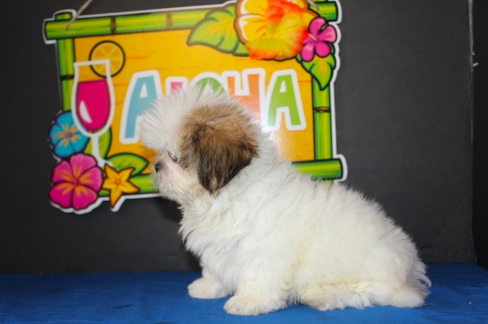 Ellie – Female Shih Tzu Puppies - Image 3