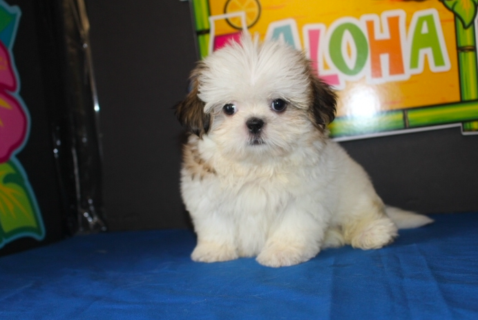 Ellie – Female Shih Tzu Puppies