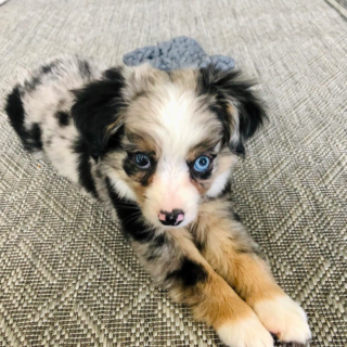 Hennessy – Female Australian Shepherd puppy