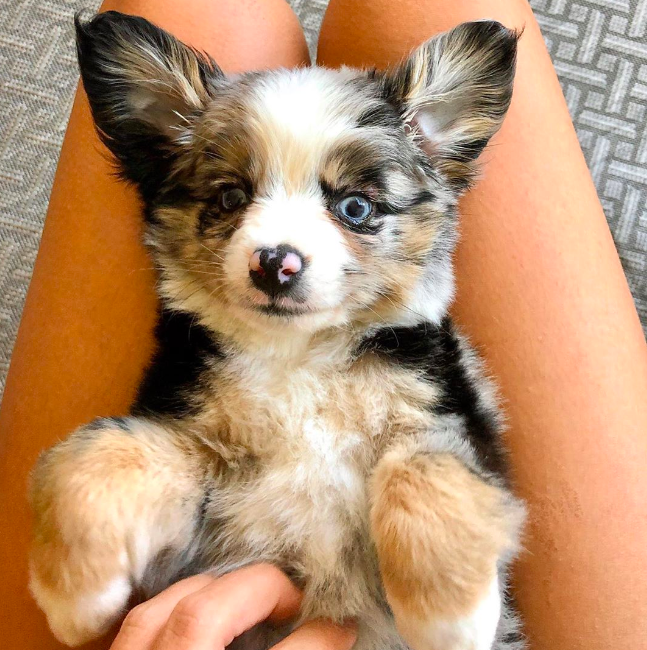 Hennessy – Female Australian Shepherd puppy - Image 2
