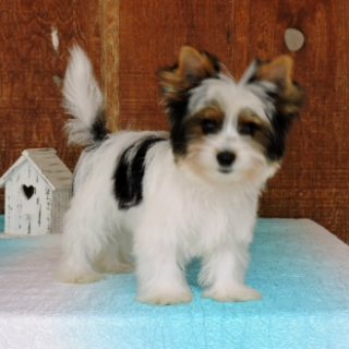 Jim- Male Adorable Biewer Yorkshire Terrier puppy