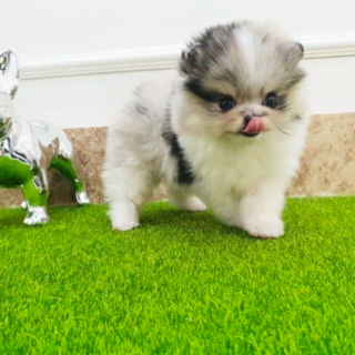 Leo – Male Teacup Pomeranian Puppy