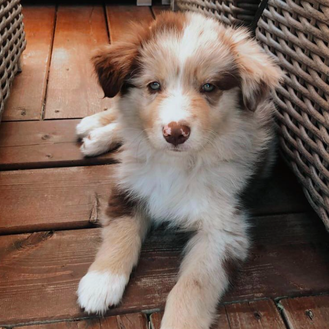 Levi – Male Aussie Puppies - Image 2