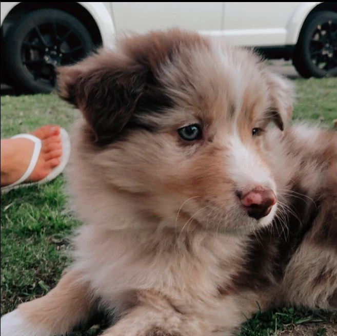 Levi – Male Aussie Puppies
