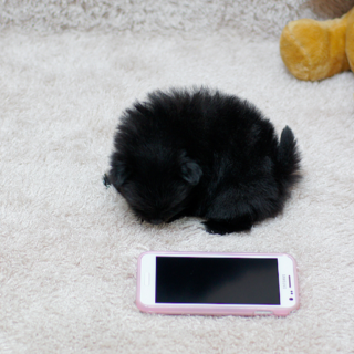 Max – Male Charming Teacup Pomeranian Puppy