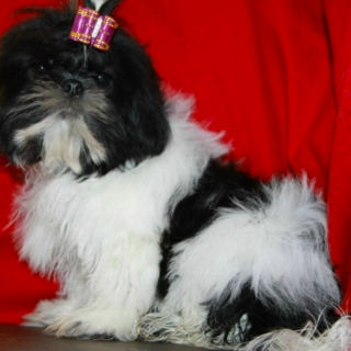 Max-Male Shih Tzu Puppies