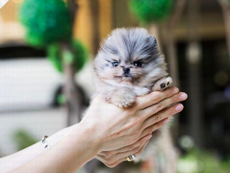 Monty – Female Tiny Teacup Pomeranian Puppy