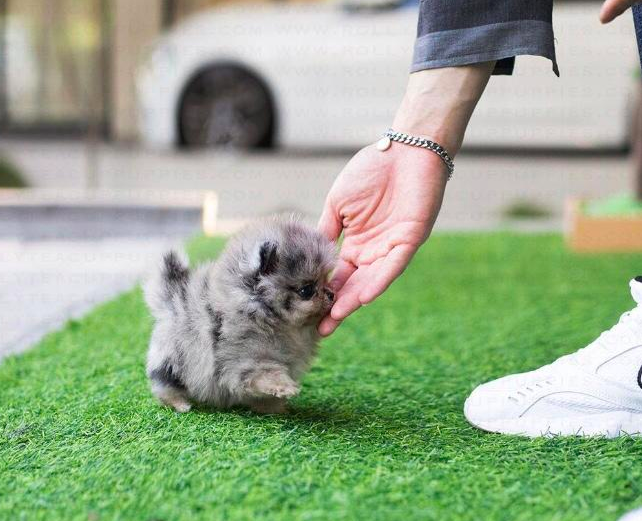 Monty – Female Tiny Teacup Pomeranian Puppy - Image 3