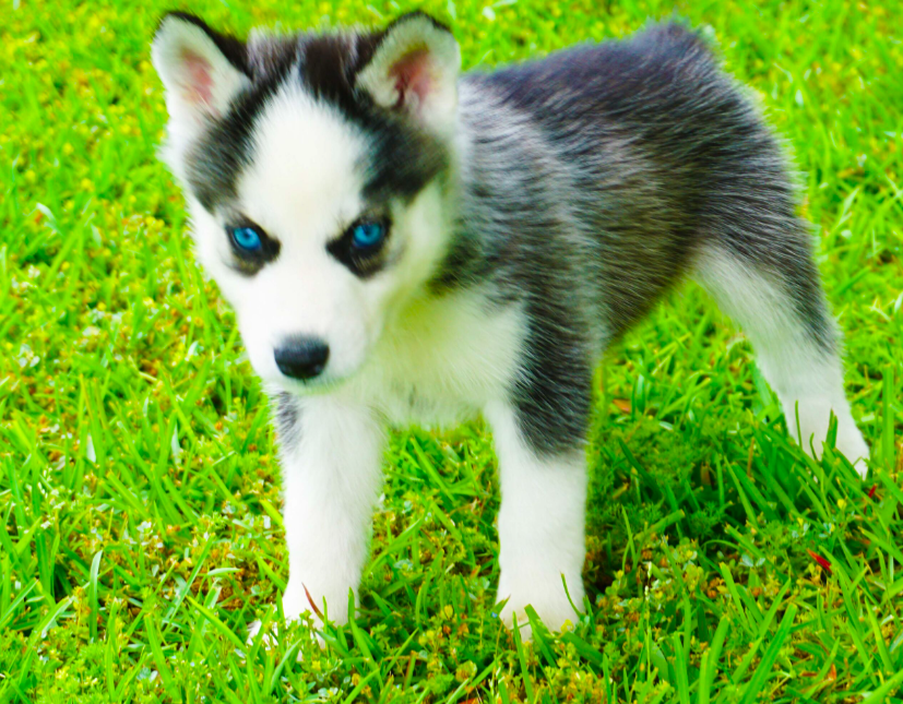 Riley – Male Siberian Husky Puppies