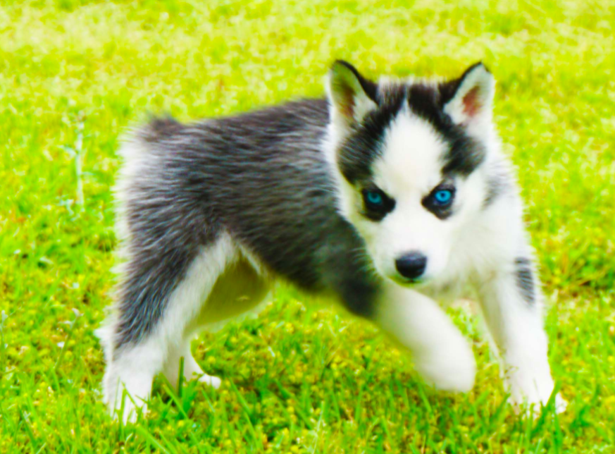 Riley – Male Siberian Husky Puppies - Image 2