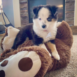 Rudie – Female Aussie Puppies
