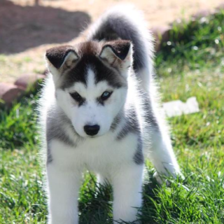 Sheila – Female Siberian Husky Puppies